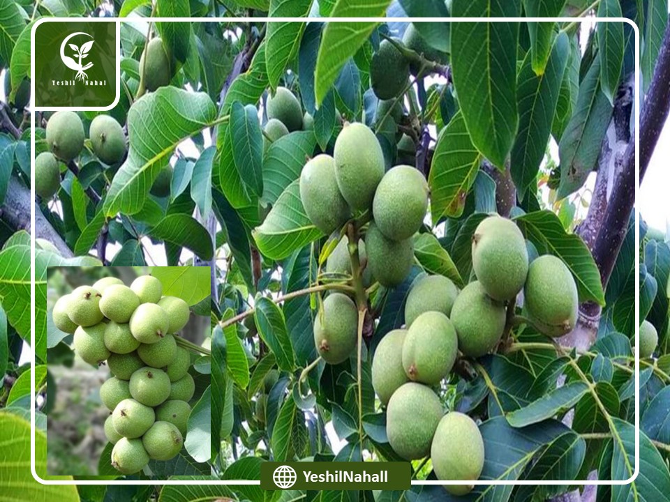 مقایسه گردو فرنور با خوشه ای